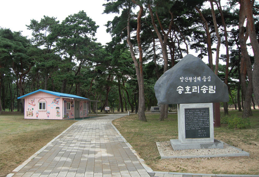 송림 가운데로 파고드는 길가에 '송호리 송림'이라 새겨진 커다란 표석이 있다. 파란 지붕을 얹은 분홍색 집은 '피서지 새마을 문고'다.