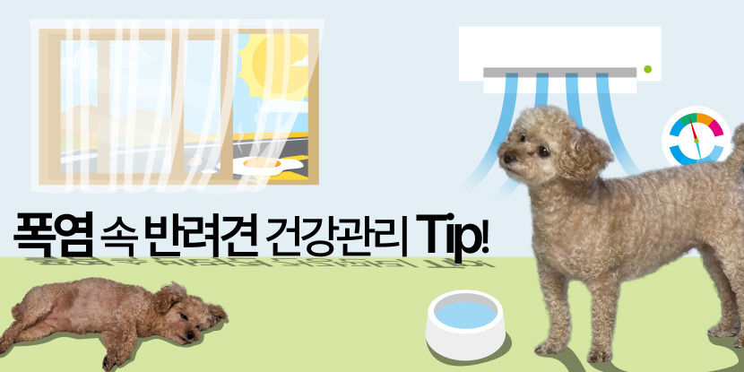 폭염 속 반려견 건강관리 팁