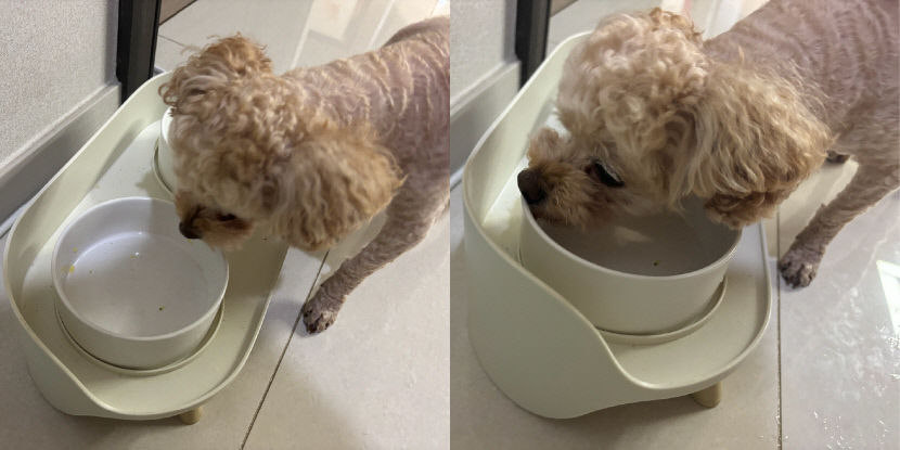 사람도 강아지도 힘든 한증막 더위 속, 말복 대비 반려견 보양식 만들기