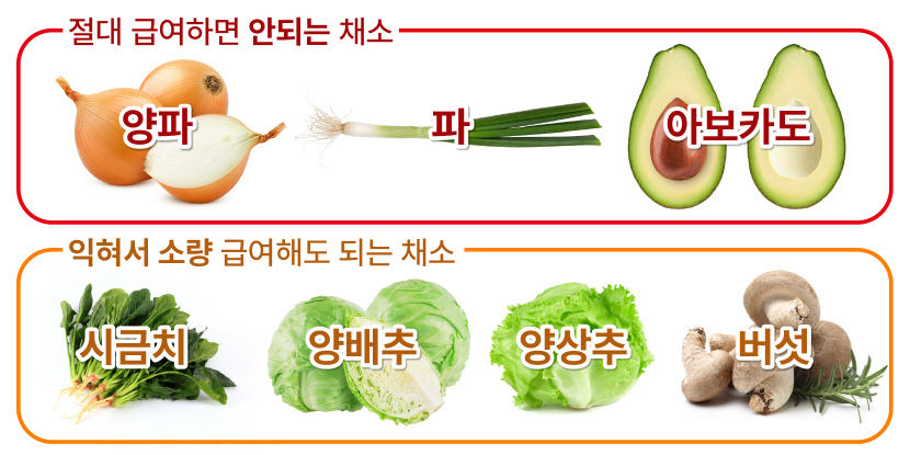 사람도 강아지도 힘든 한증막 더위 속, 말복 대비 반려견 보양식 만들기