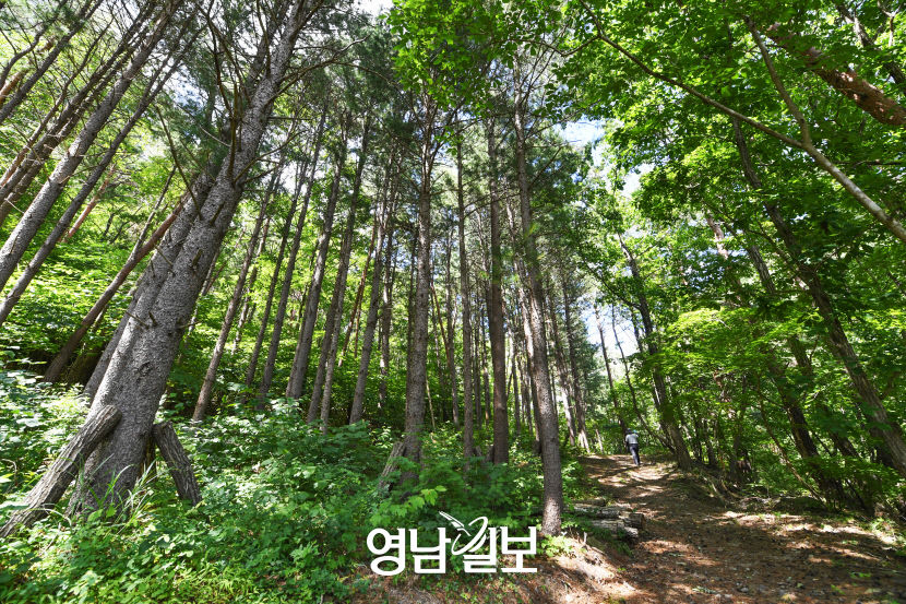 [별천지 영양의 숲과 마을 .5] 창방우골 주상절리 숲