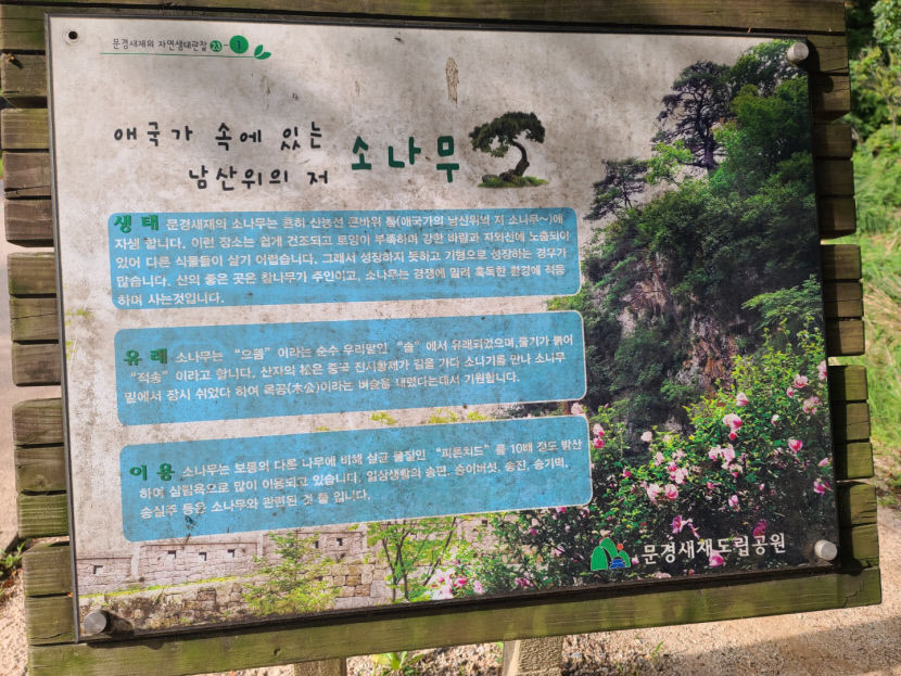 애국가 영상에 나왔던 남산 위의 저 소나무 고사