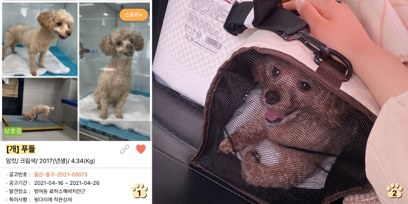 반려견을 입양할 때 주의해야 할 점은 무엇일까?