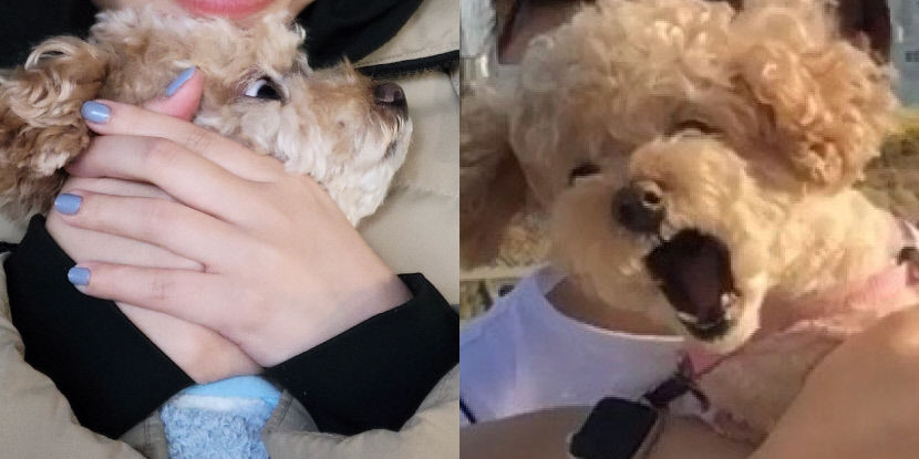 반려견을 입양할 때 주의해야 할 점은 무엇일까?