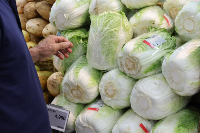 농식품부 8월 하순부터 배추 공급량 증가…사과·배는 충분