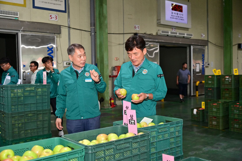 올해산 청송사과 공판장 경매 시작