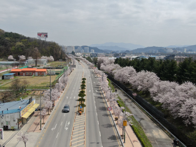 김천조각공원·영주서원로, 우수 가로수길 선정