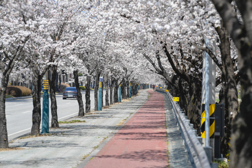 영주 서원로 가로수 길, 산림청 우수 관리 가로수길 선정