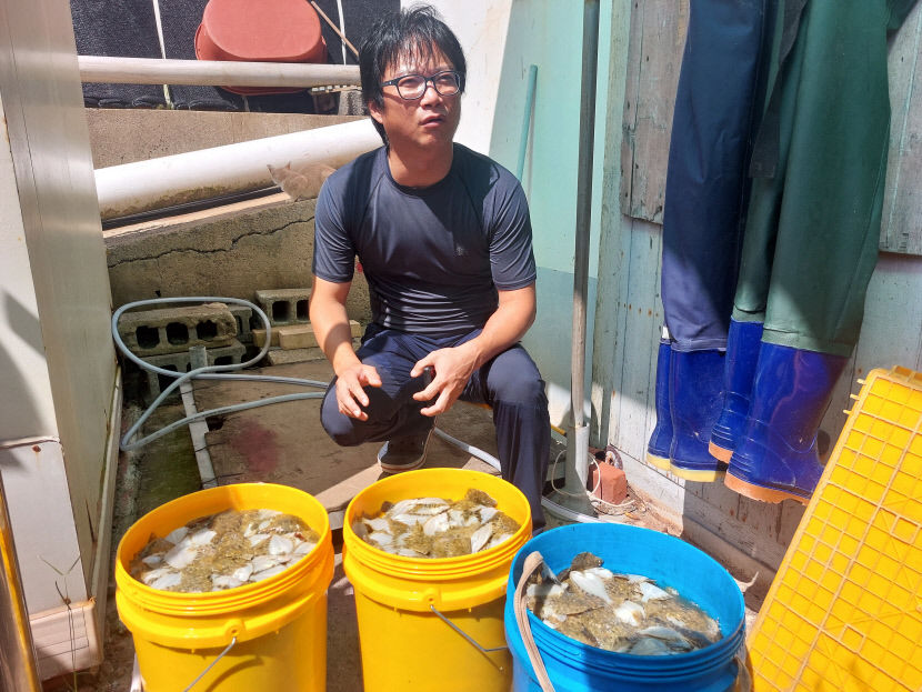 경북 동해안 고수온 피해 눈덩이