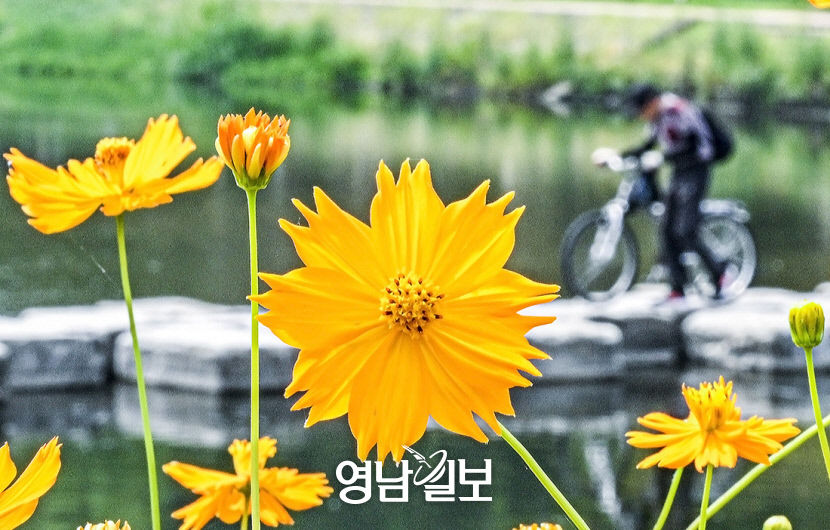 [포토뉴스] 가을 재촉하는 신천변 꽃들 손짓
