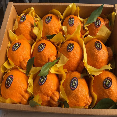 한라봉