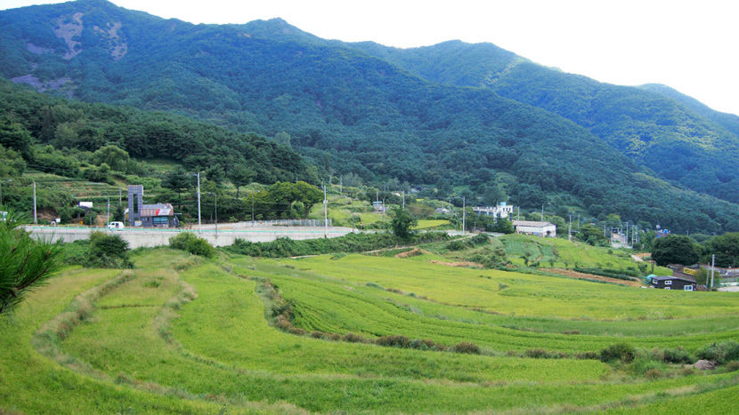 용오름길의 끝자락에 자리한 용리마을 다락논.