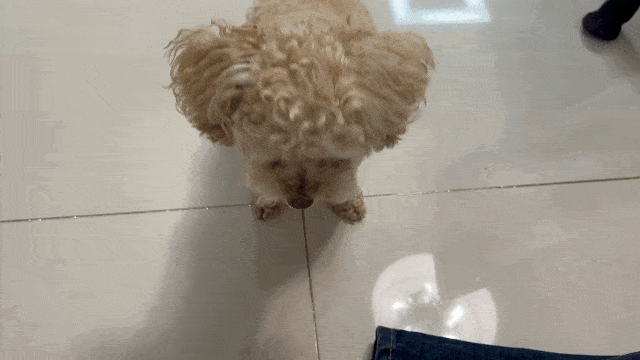 앉아! 기다려!…안전하고 행복한 반려생활을 위한 첫걸음, 반려견 기본 훈련 Tip