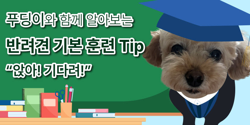 앉아! 기다려!…안전하고 행복한 반려생활을 위한 첫걸음, 반려견 기본 훈련 Tip
