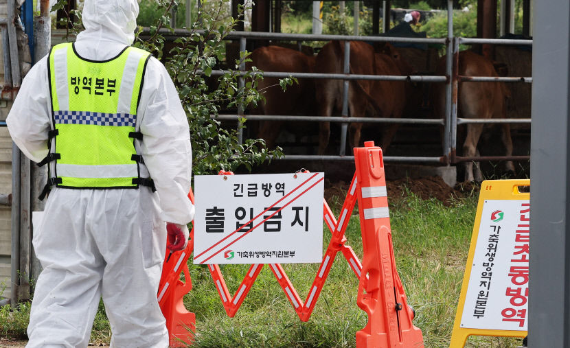 소 럼피스킨 잇따른 확산에 경북도 유입 방지 총력