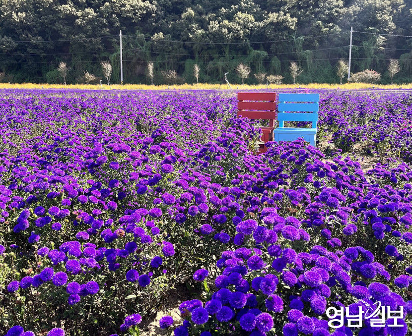 [포토뉴스] 가을꽃 물든 고령 대가야읍 어북실
