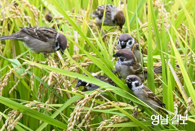 [포토뉴스] 한로 앞둔 대구 들녘, 참새의 가을 만찬
