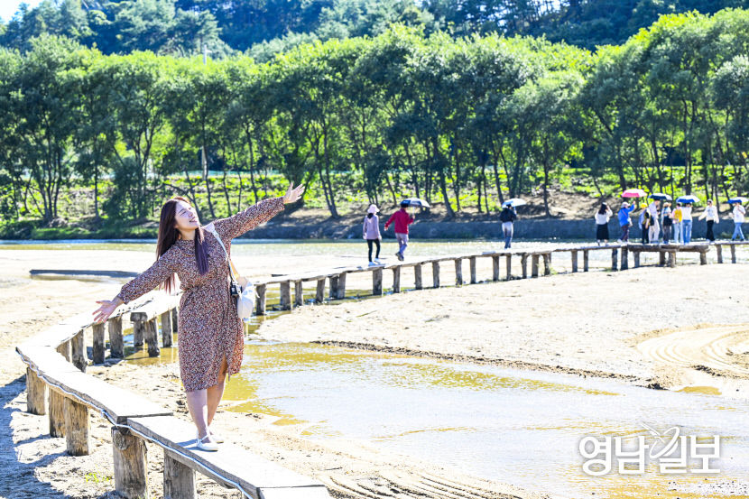 [포토뉴스] 무섬마을 외나무다리 건너는 문화로투어 참가자