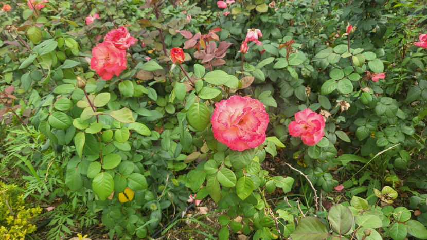 dongwhachun jangmi
