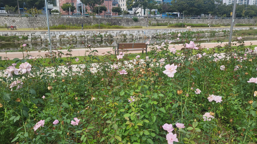 dongwhachun jangmi