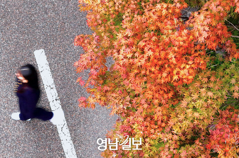 [포토뉴스] 깊어가는 대구의 가을