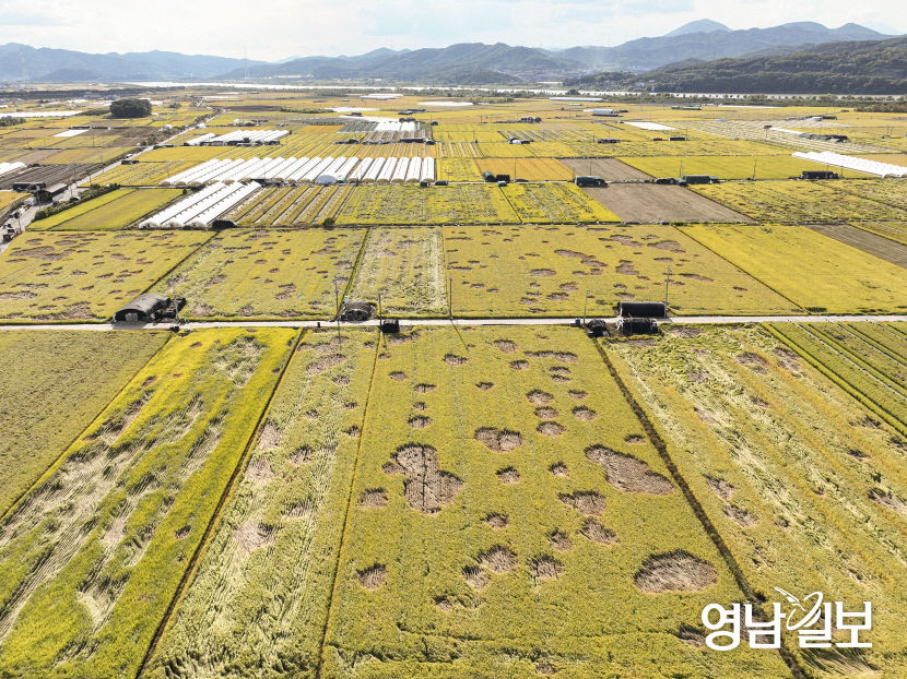 [포토뉴스] 대구 들녘의 비명…벼멸구 창궐에 쑥대밭 된 가을 들판