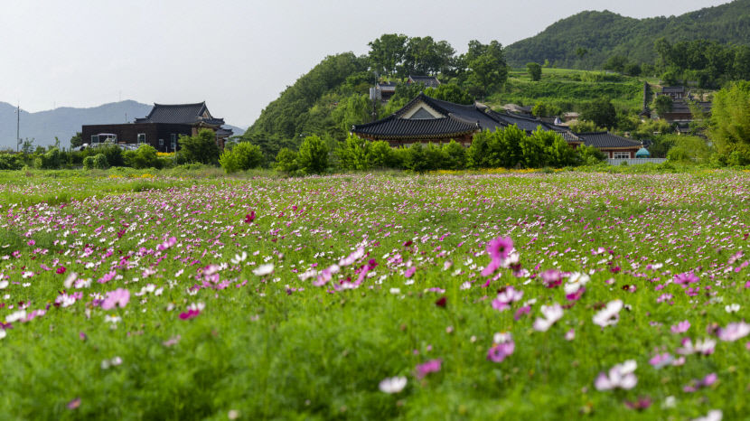 [포토뉴스] 경주 양동마을에서 코스모스 물결 만끽하세요