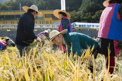 울릉군 전통과 현대 아우른 벼 수확 체험 개최