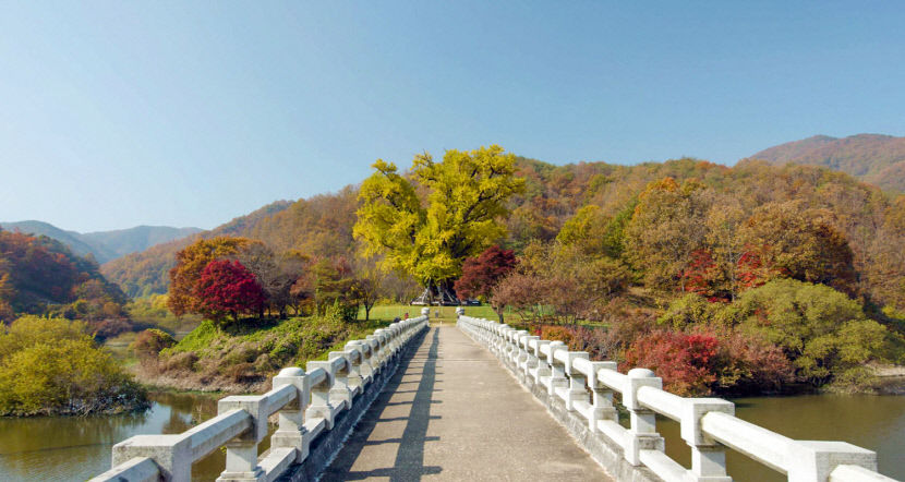 수몰위기 극복 안동 은행나무, 구출 30주년