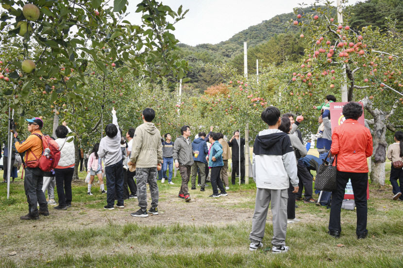 문경사과축제, 9일간 역대 최대 41만명 방문해 22억 매출