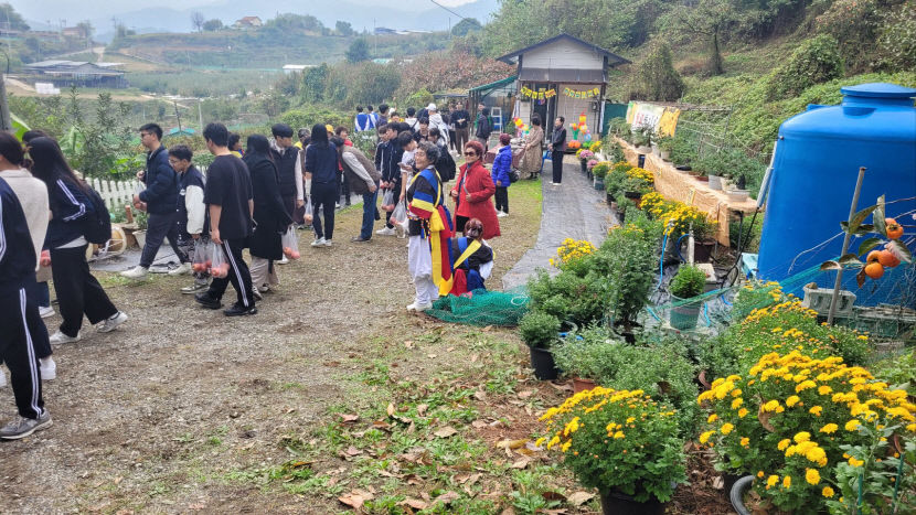 문경 명국농원을 방문한 말레이시아 학생들이 국화를 구경하고 있다. <명국농원 제공>