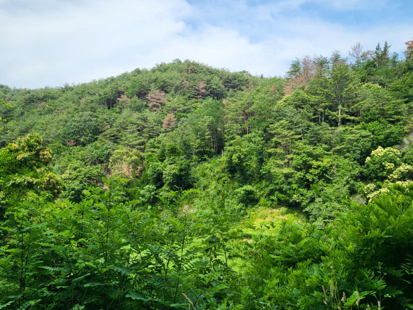 영덕군 송이 산지 보호…재선충과의 전쟁 내년 봄까지 68억원 투입 계획