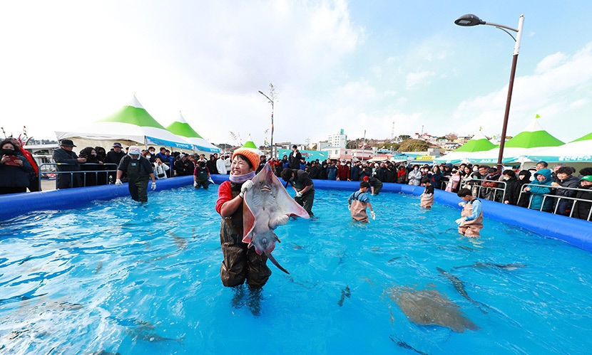 제철 대방어 먹고 맨손 활어 잡기, 짜릿한 울진 죽변항 수산물축제
