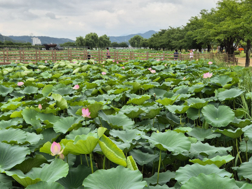 구미 지산샛강생태공원 ·영천 나무와중학교 모범도시숲 선정