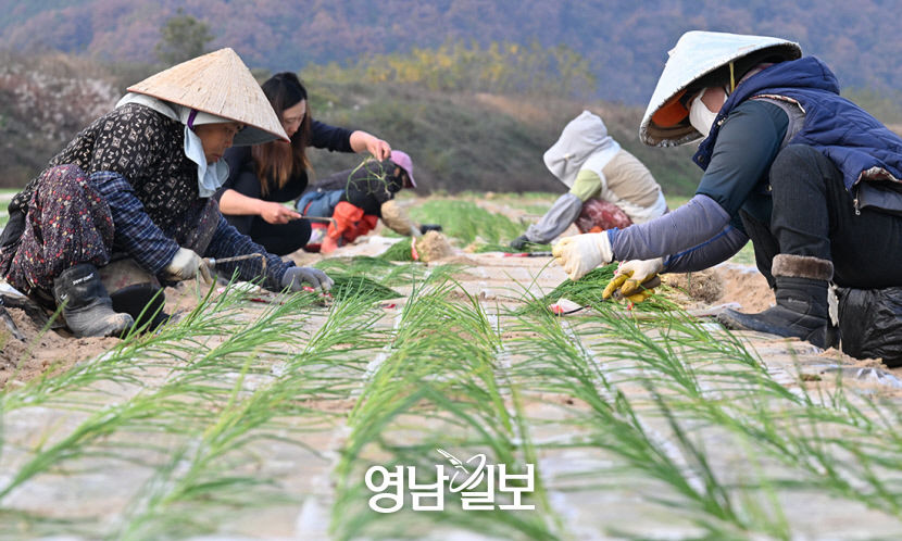 [포토뉴스] 양파 모종 심는 농민들