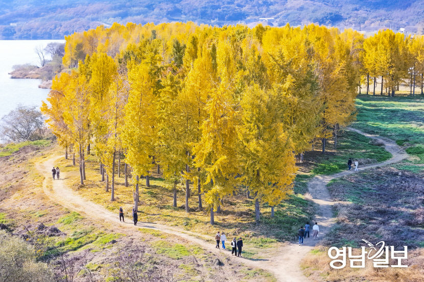 [포토뉴스] 황금빛 은행잎이 춤추는 고령 다산면의 가을길