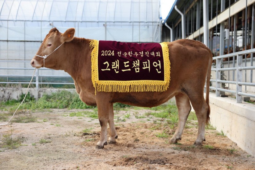 3._그랜드챔피언(소)