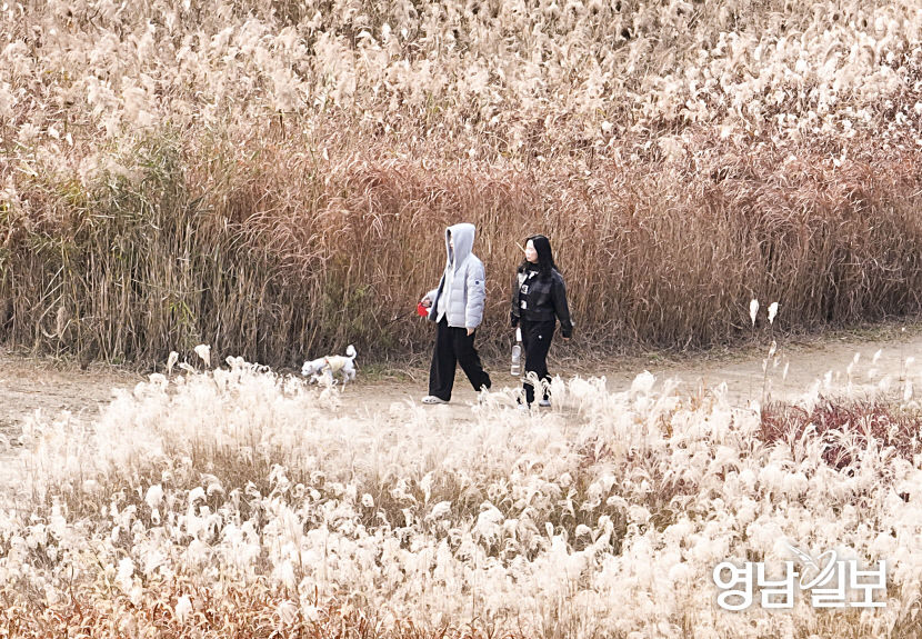 [포토뉴스] 대구 하중도 억새 속 가을의 끝맺음