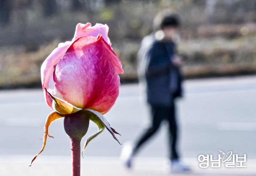 [포토뉴스] 겨울에 피어나는 대구 장미