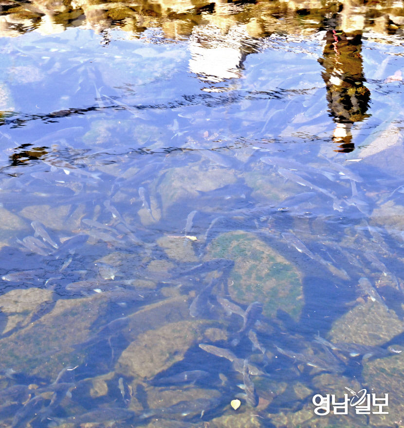 [포토뉴스] 대구 동화천 물 반 잉어 반