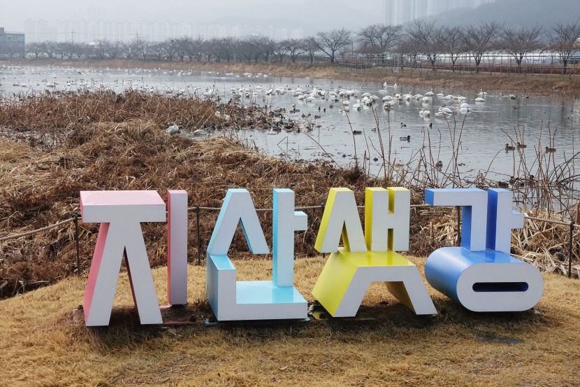 구미 지산샛강생태공원에 큰고니 수백 마리 도래