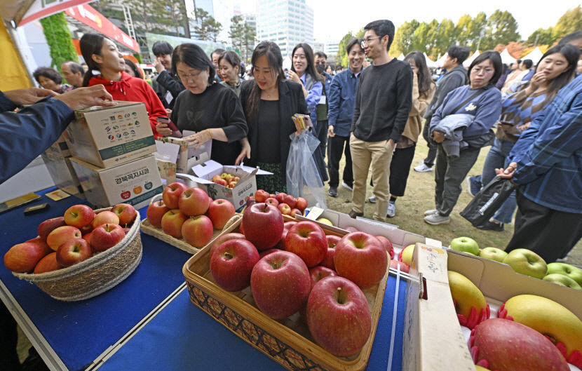 전국 사과 생산량 전년 대비 16.6%↑…사과 대란 없다