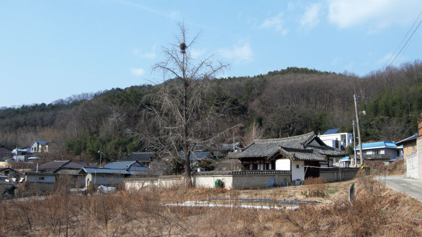 [주말&여행] 경북 칠곡 각산마을, 새해 소원 빌어볼까…수령 1천년 말하는 은행나무 신비