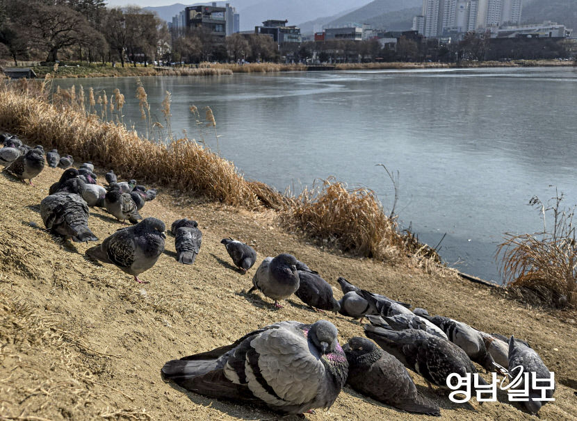 따뜻한 날씨 속 일광욕 즐기는 수성못 비둘기들