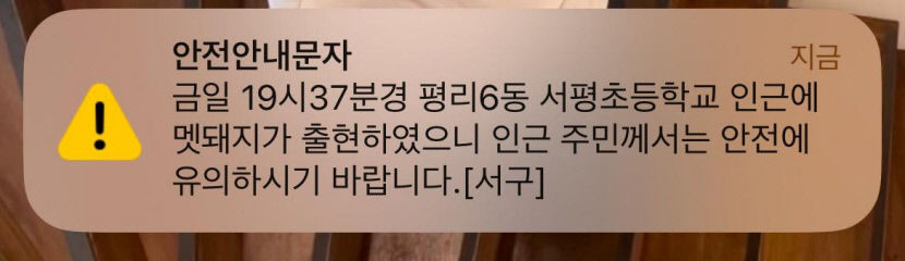 대구 도심에 멧돼지 출몰…30여분 만에 사살