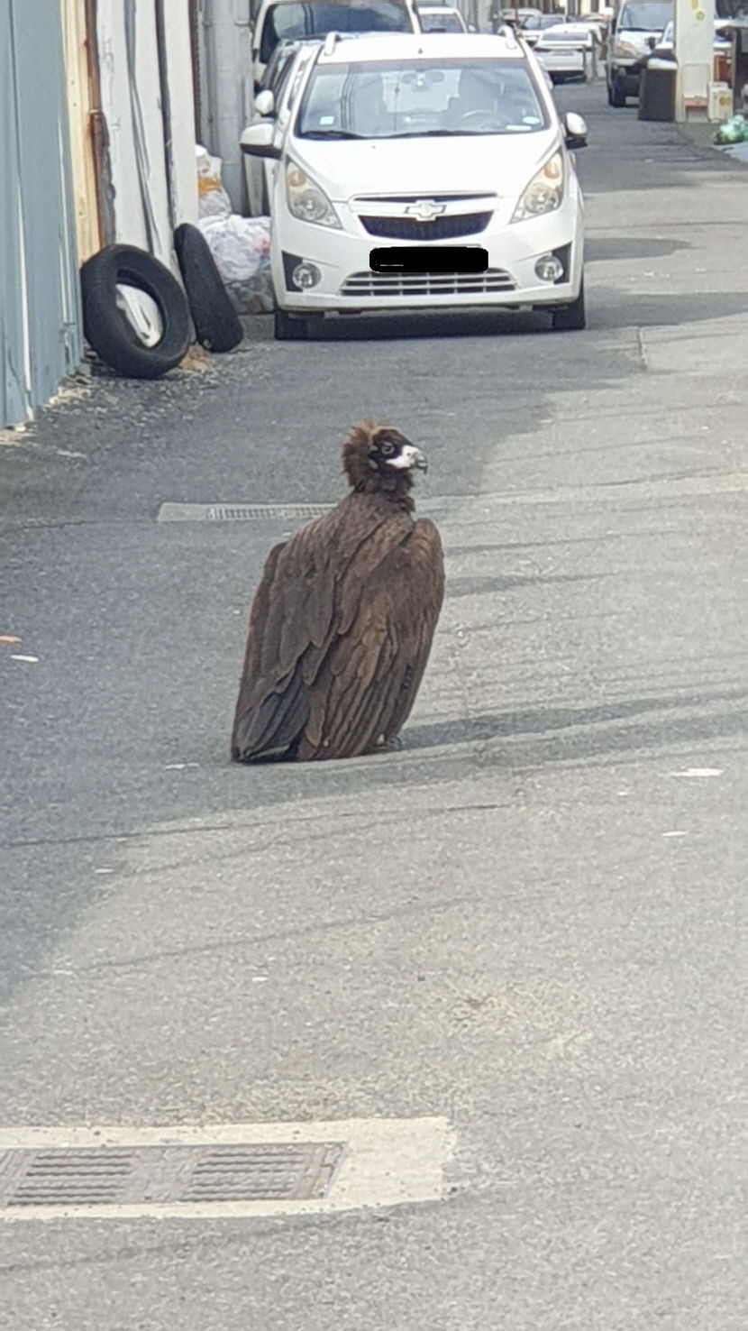 동대구로에 나타난 독수리