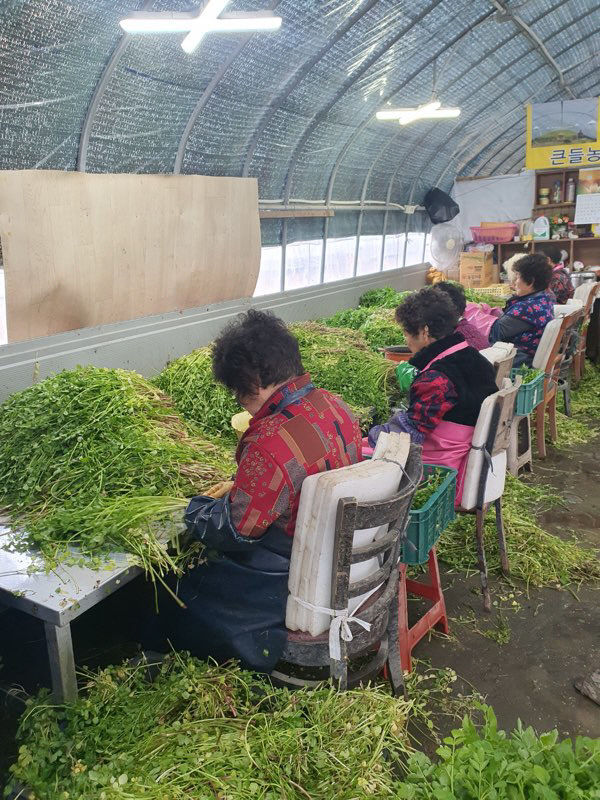 [사진뉴스] 봄을 맛보세요…경산 육동미나리 본격 출하