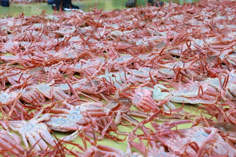 제철 울진대게·붉은대게, 울진서 맛보고 즐기세요