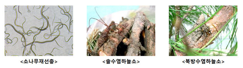 단풍이 아니라 말라죽어가는 중 기후 온난화로 매개충 급속 확산