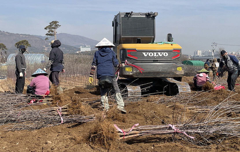 경산 묘목단지 출하 한창…가격 작년보다 10~20% 올라
